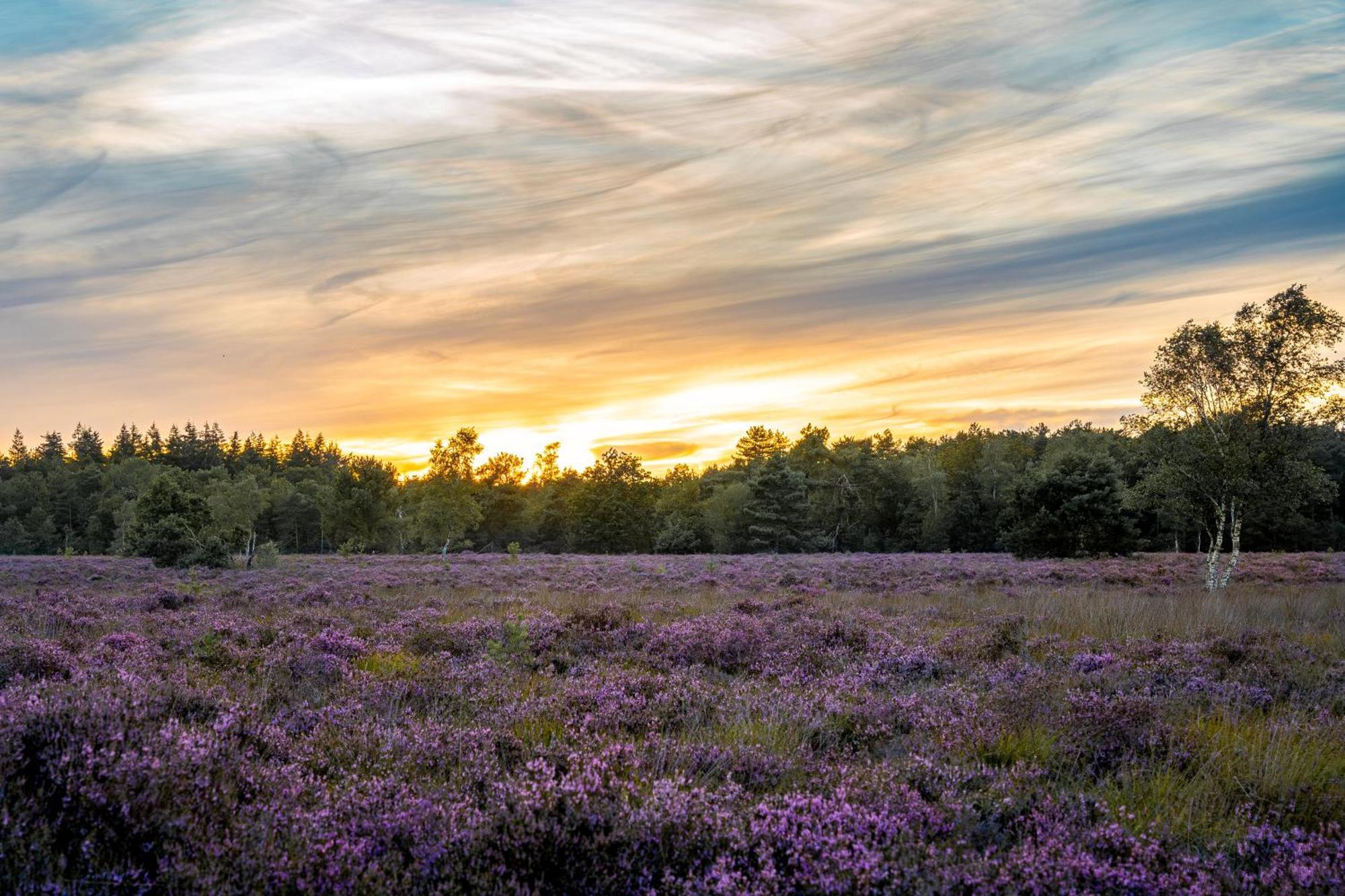 Veluwe Park Reewold Chalet Infinity Putten Esterno foto